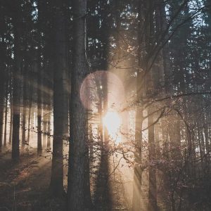 image Las w promieniach słońca w okolicy Łowisk koło Płotów